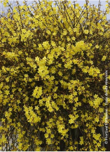 JASMINUM nudiflorum