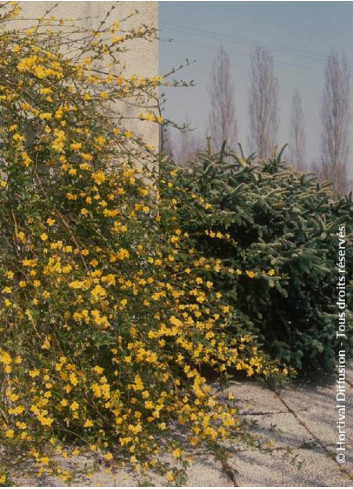 JASMINUM nudiflorum