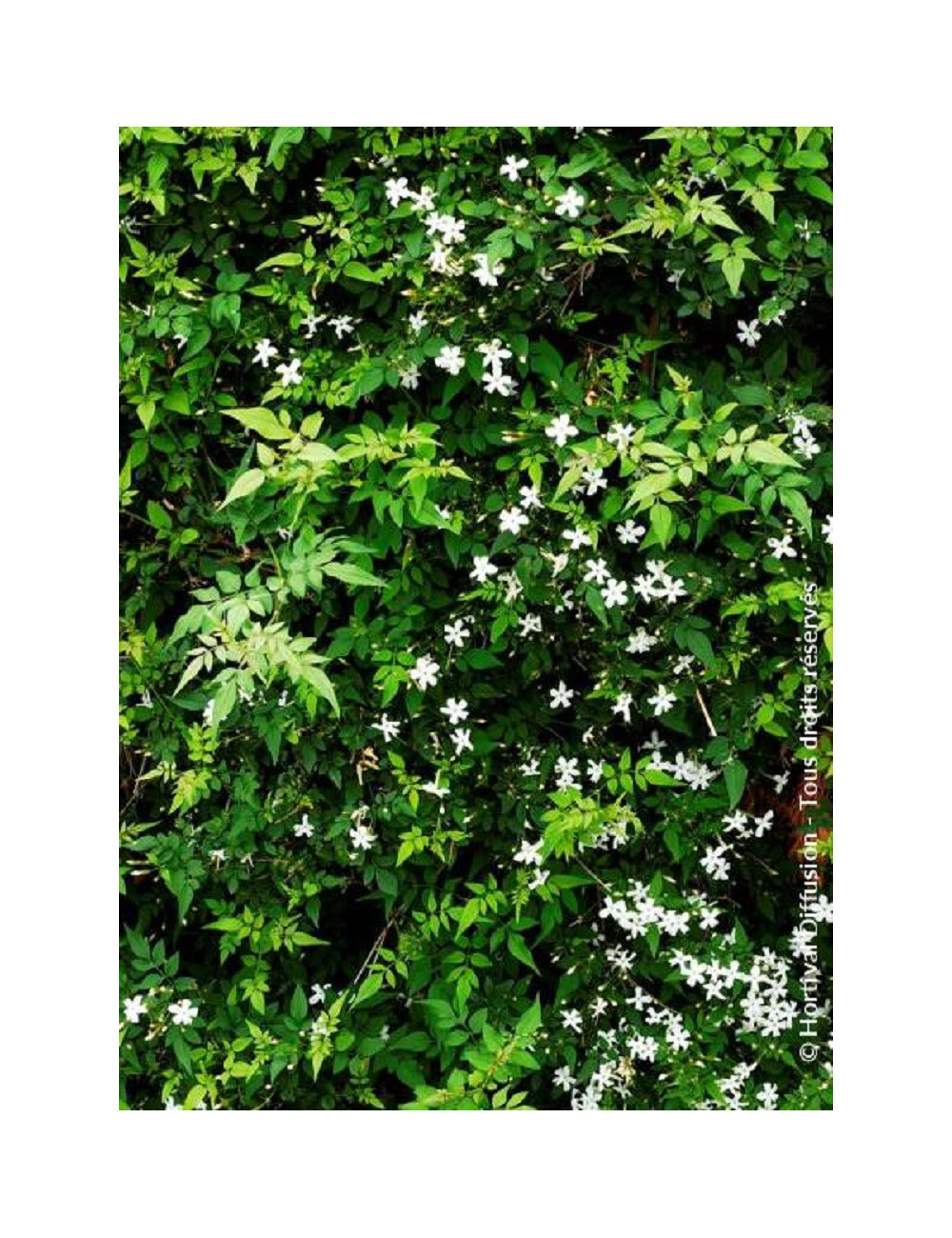 JASMINUM officinalis