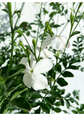 JASMINUM officinalis