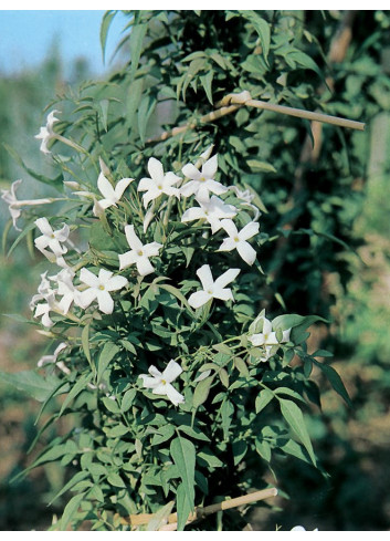 JASMINUM officinalis