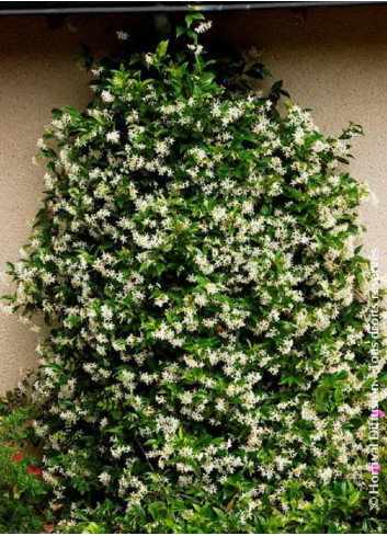 TRACHELOSPERMUM jasminoides ,syn. Rhyncospermum