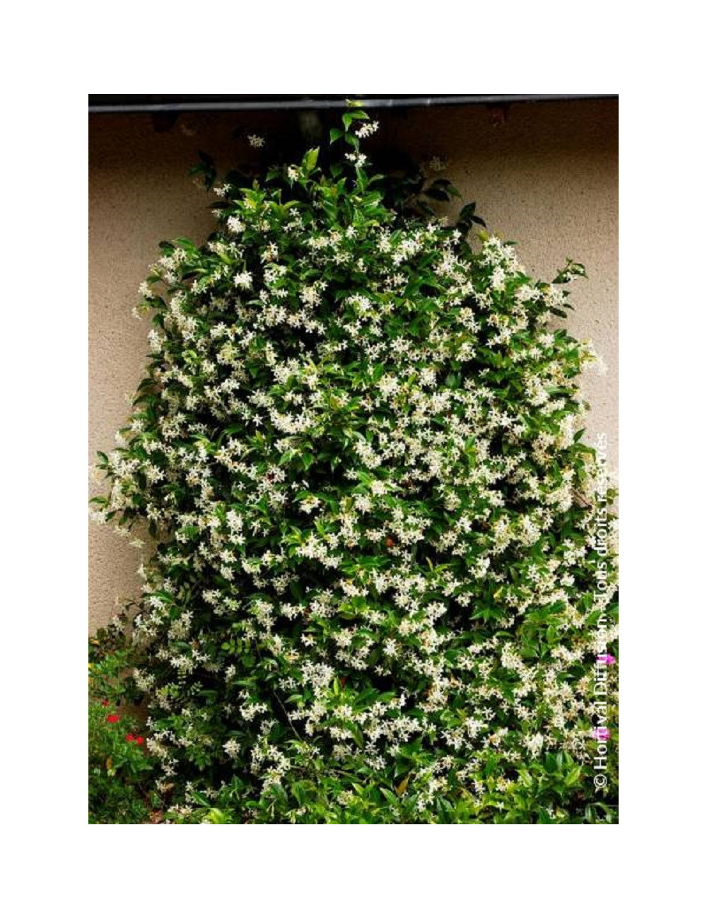 TRACHELOSPERMUM jasminoides ,syn. Rhyncospermum