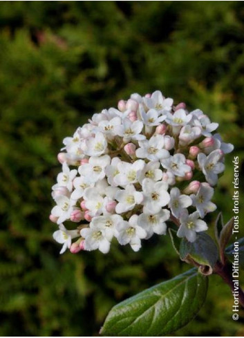 VIBURNUM burkwoodii