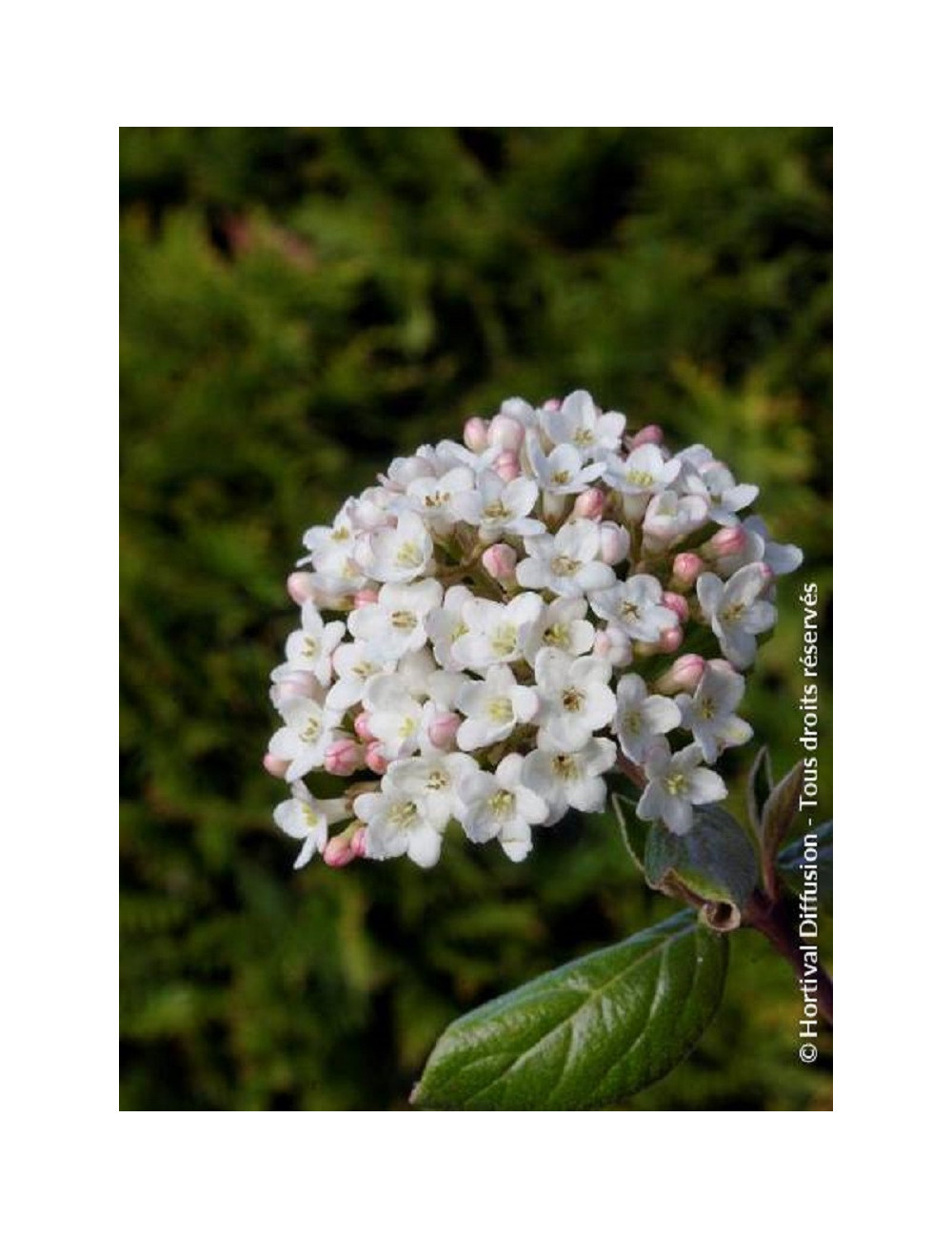 VIBURNUM burkwoodii