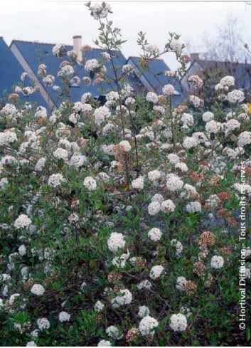 VIBURNUM burkwoodii