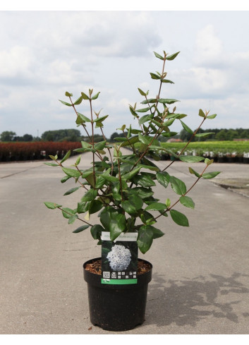 VIBURNUM burkwoodii En pot de 3-4 litres