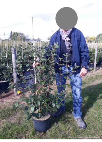 VIBURNUM burkwoodii En pot de 10-12 litres