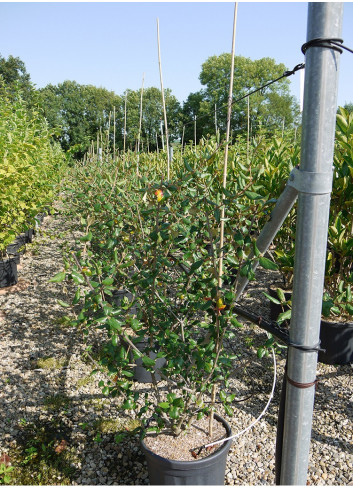 VIBURNUM burkwoodii En pot de 12-15 litres