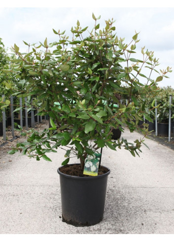 VIBURNUM burkwoodii En pot de 25-30 litres