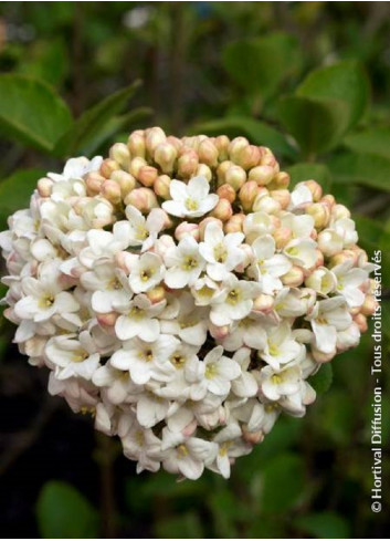 VIBURNUM CARLCEPHALUM