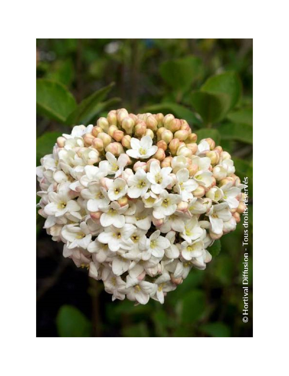 VIBURNUM CARLCEPHALUM