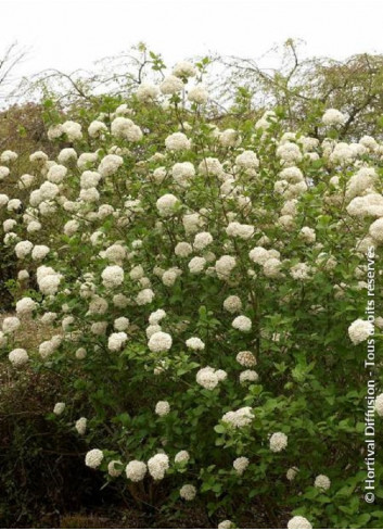 VIBURNUM CARLCEPHALUM