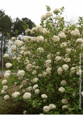 VIBURNUM CARLCEPHALUM