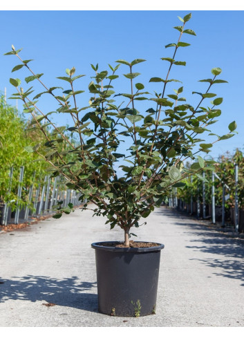 VIBURNUM CARLCEPHALUM En pot de 25-30 litres