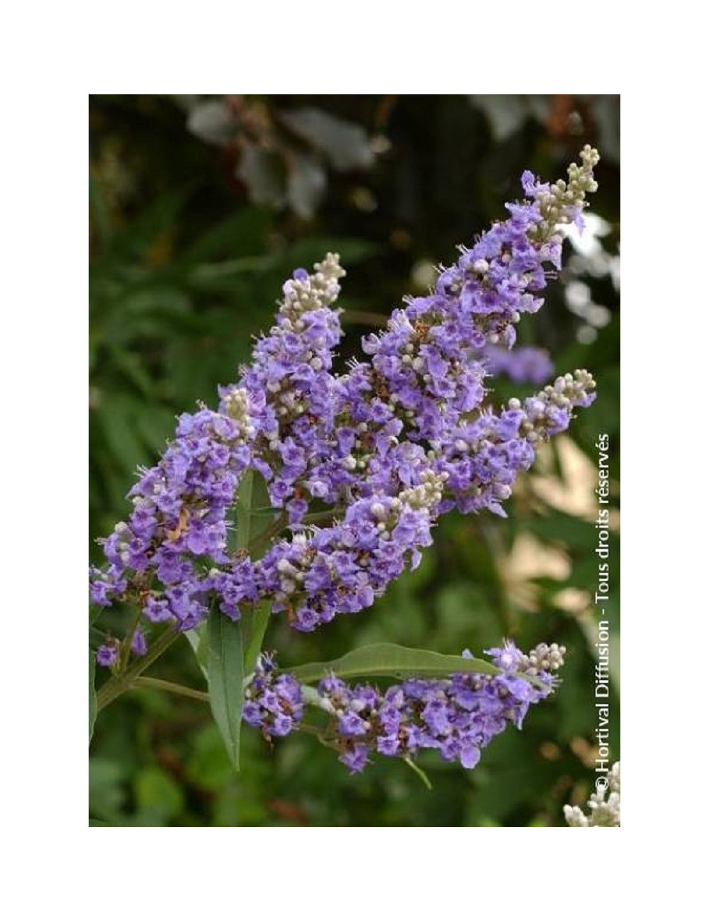 VITEX agnus-castus f.latifolia