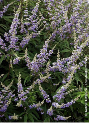 VITEX agnus-castus f.latifolia