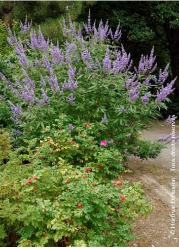 VITEX agnus-castus f.latifolia