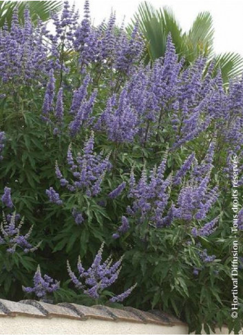 VITEX agnus-castus f.latifolia