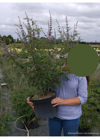 VITEX agnus-castus f.latifolia En pot de 10-12 litres