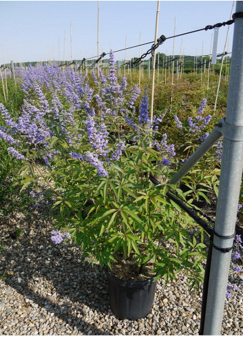 VITEX agnus-castus f.latifolia En pot de 15-20 litres