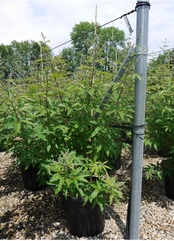 VITEX agnus-castus f.latifolia En pot de 35-50 litres