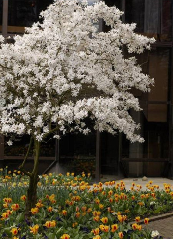 MAGNOLIA stellata