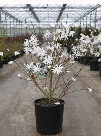 MAGNOLIA stellata En pot de 15-20 litres