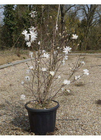 MAGNOLIA stellata En pot de 25-30 litres