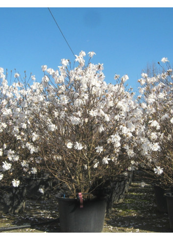 MAGNOLIA stellata En pot de 70-90 litres