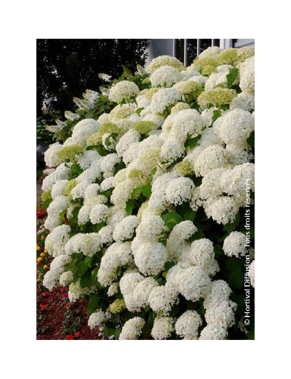 HYDRANGEA arborescens ANNABELLE