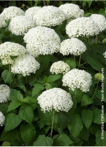 HYDRANGEA arborescens ANNABELLE