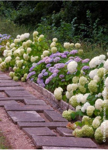 HYDRANGEA arborescens ANNABELLE