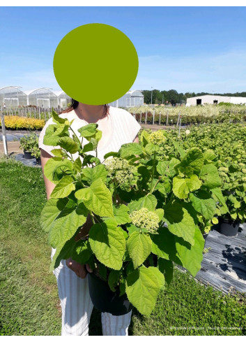 HYDRANGEA arborescens ANNABELLE En pot de 10-12 litres