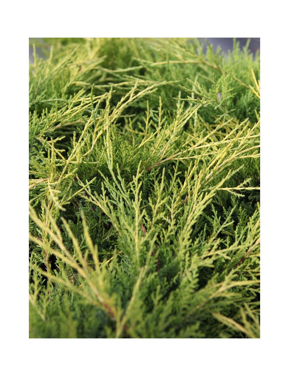 JUNIPERUS media OLD GOLD