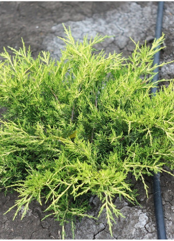 JUNIPERUS media OLD GOLD