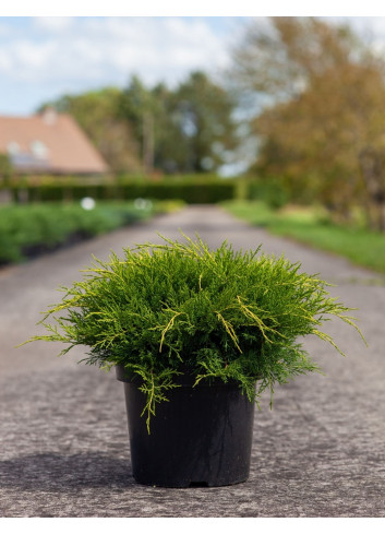 JUNIPERUS media OLD GOLD En pot de 7-10 litres