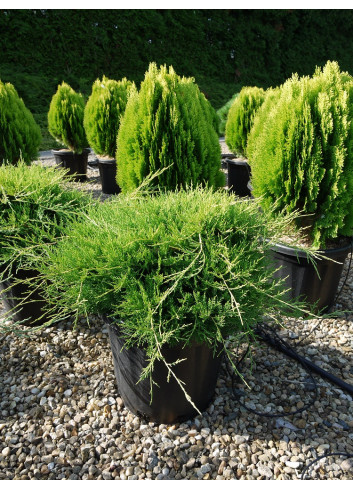 JUNIPERUS media OLD GOLD En pot de 25-30 litres