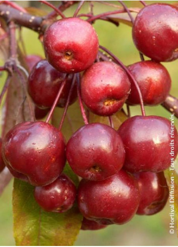 MALUS COCCINELLA Courtarou