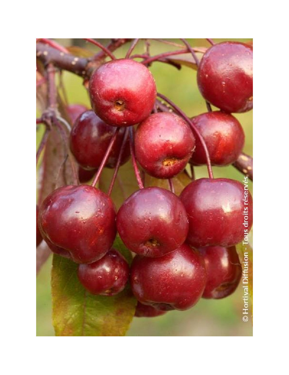 MALUS COCCINELLA Courtarou