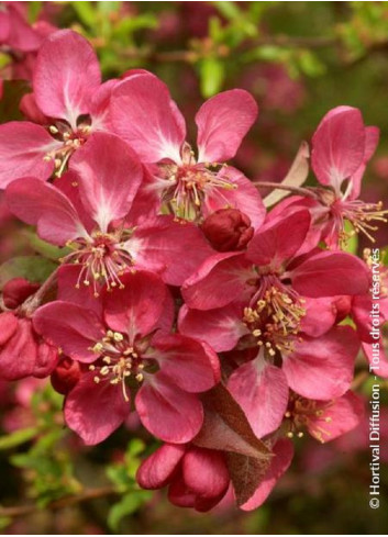 MALUS COCCINELLA Courtarou