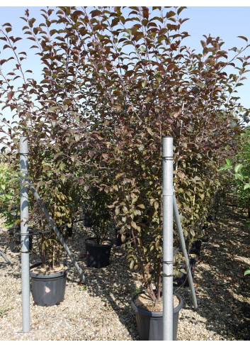 MALUS COCCINELLA Courtarou En pot de 25-30 litres