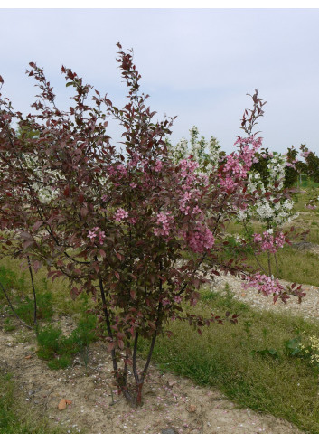 MALUS COCCINELLA Courtarou Motte forme cépée