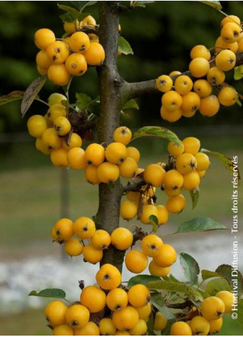 MALUS GOLDEN HORNET