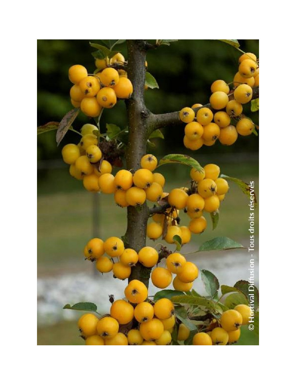 MALUS GOLDEN HORNET