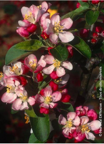 MALUS GOLDEN HORNET