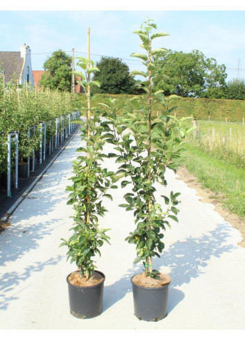 MALUS GOLDEN HORNET En pot de 12-15 litres forme baliveau