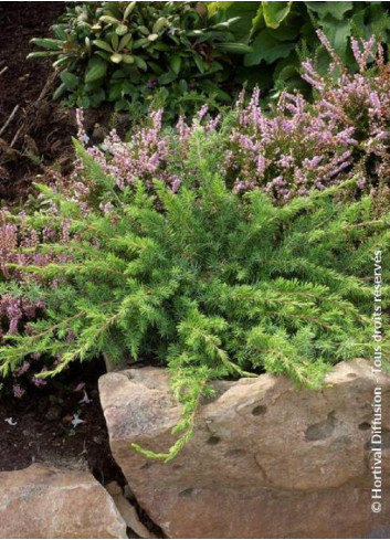 JUNIPERUS conferta SLAGER