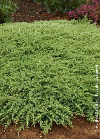 JUNIPERUS conferta SLAGER