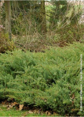 JUNIPERUS conferta SLAGER